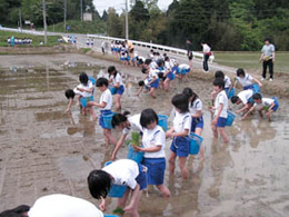 田植え