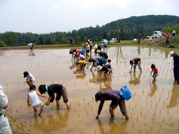 田植え体験