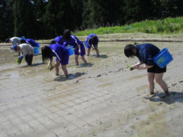 田植え