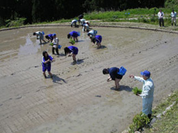 田植え