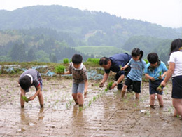 田植え