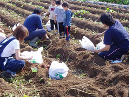 さつまいも堀り体験