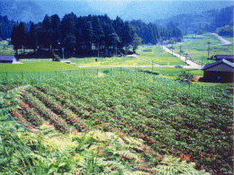 ケナフ圃場全景