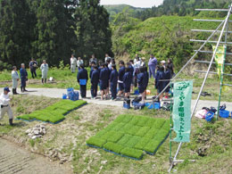 田植え