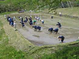 田植え