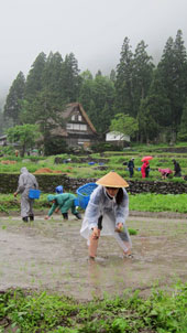 田植え