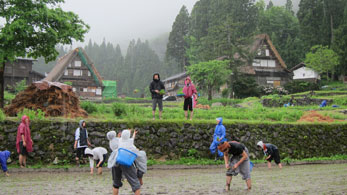 田植え