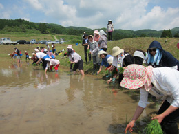 田植え