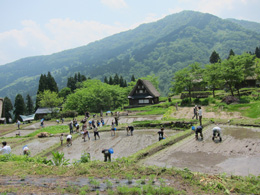 田植え