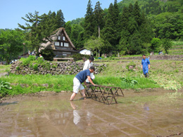 稲刈り