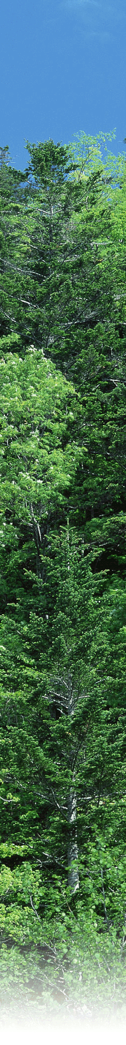 http://www.taff.or.jp/topics/image/aa013.gif